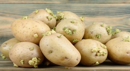 முளைகட்டிய காய்கறி