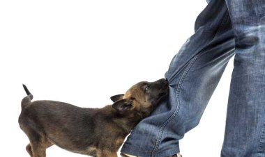 யாழில் தெரு நாய் கடிக்குள்ளாகிய குடும்ப தலைவர் உயிரிழப்பு