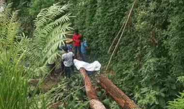 பாரிய மரக்குற்றி விழுந்து ஒருவர் உயிரிழப்பு - தலவாக்கலையில் சோகம்