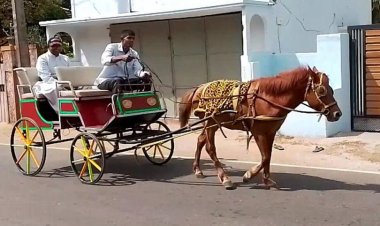 யாழில் குதிரை வண்டி போக்குவரத்து