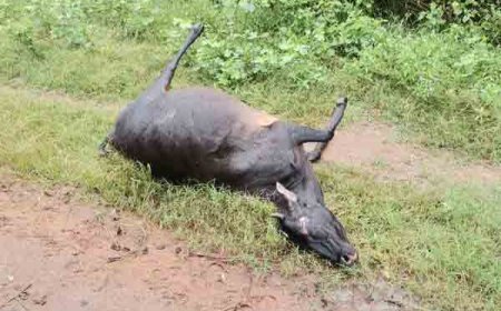 மர்மமான முறையில் வவுனியாவில் மாடுகள் மரணம்