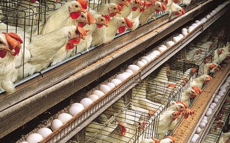 நாடு முழுவதும் 140 கோழிப்பண்ணைகள் மூடப்படும் அபாயம்
