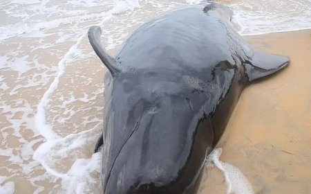 நிலநடுக்கங்களே திமிங்கிலங்கள் இலங்கை கடற்கரைக்கு வர காரணம்