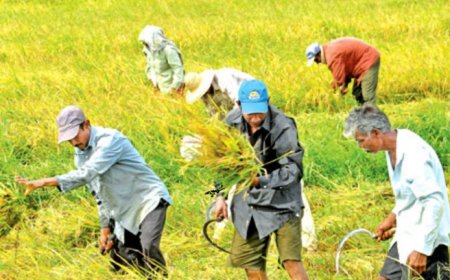 பயிர்ச்செய்கை நடவடிக்கைக்கு  56 பில்லியன் ரூபாய் ஒதுக்கீடு