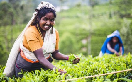 தேயிலை உற்பத்தி அடுத்த வருடம் உயரும் - நசீர் அஹமட்