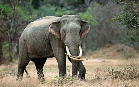 காட்டு யானையிடம்  சிக்கிய ரஷ்ய குடும்பம்