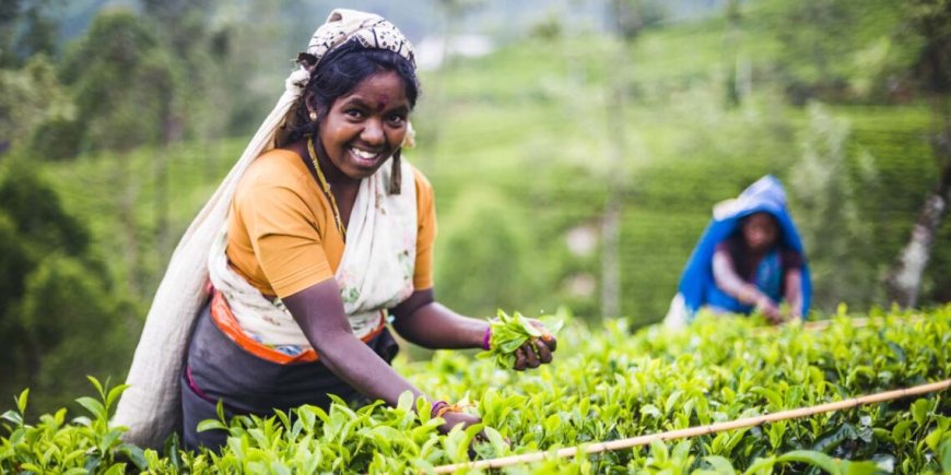 தேயிலை உற்பத்தி அடுத்த வருடம் உயரும் - நசீர் அஹமட்
