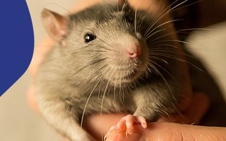 எலிக்காய்ச்சல் தொற்றாளர் எண்ணிக்கையில் உயர்வு