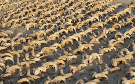 காணிக்கையாகச் செலுத்தப்பட்ட 2000க்கும் மேற்பட்ட ஆட்டுத் தலைகள் கண்டுபிடிப்பு