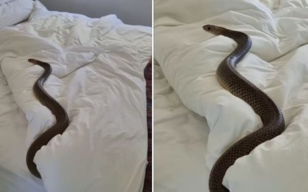 இளம் பெண்ணின் படுக்கையில் ஓய்வெடுத்த பாம்பு