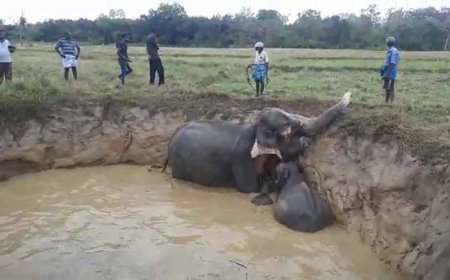 விவசாய கிணற்றில் விழுந்த யானைகள் மீட்பு