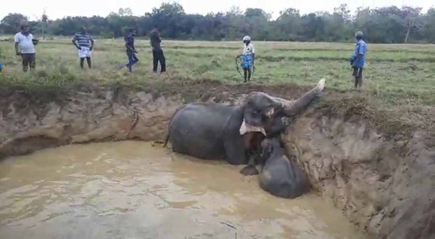 விவசாய கிணற்றில் விழுந்த யானைகள் மீட்பு