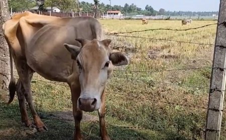 பொருளாதார நெருக்கடியால் பிரச்சினையை சந்தித்துள்ள கால்நடை வளர்ப்பாளர்கள்