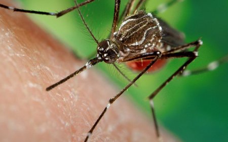 டெங்கு தொடர்பில் விடுக்கப்பட்டுள்ள எச்சரிக்கை