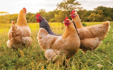 கோழியா முட்டையா முதலில் வந்தது ? தீர்வு கண்ட விஞ்ஞானிகள்