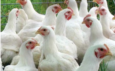 கோழி இறைச்சி விலை தொடர்பில் வெளியான அறிவிப்பு