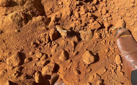 முல்லைத்தீவில் மனித எச்சங்கள்: மற்றுமொரு மனித புதை குழியா என அச்சம்