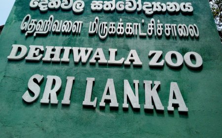 தெஹிவளை மிருகக்காட்சிசாலையை இலவசமாக பார்வையிட வாய்ப்பு!