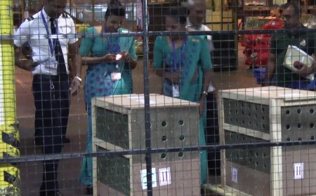 இலங்கை வந்தடைந்த உலகின் ஆபத்தான பறவைகள்!