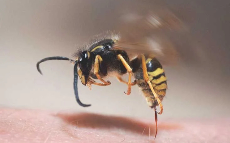 லிந்துலையில் தொழிலாளர்கள் மீது குளவி கொட்டு