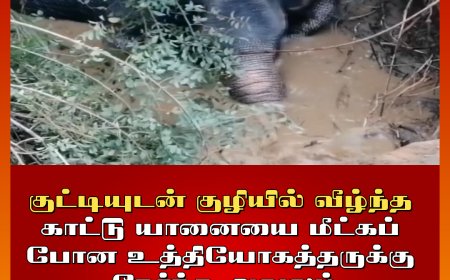 குட்டியுடன் குழியில் வீழ்ந்த காட்டு யானை - மீட்கப் போனவருக்கு நேர்ந்த அவலம் 