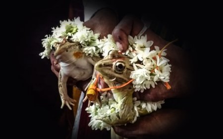 தவளைகளுக்கு திருமணம் செய்த மக்கள்... காரணம் தெரியுமா?