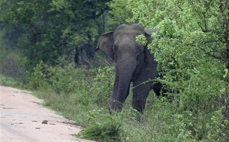 2022 ஆம் ஆண்டில் 463 யானைகள் இறந்துள்ளன, வெளியான தகவல்