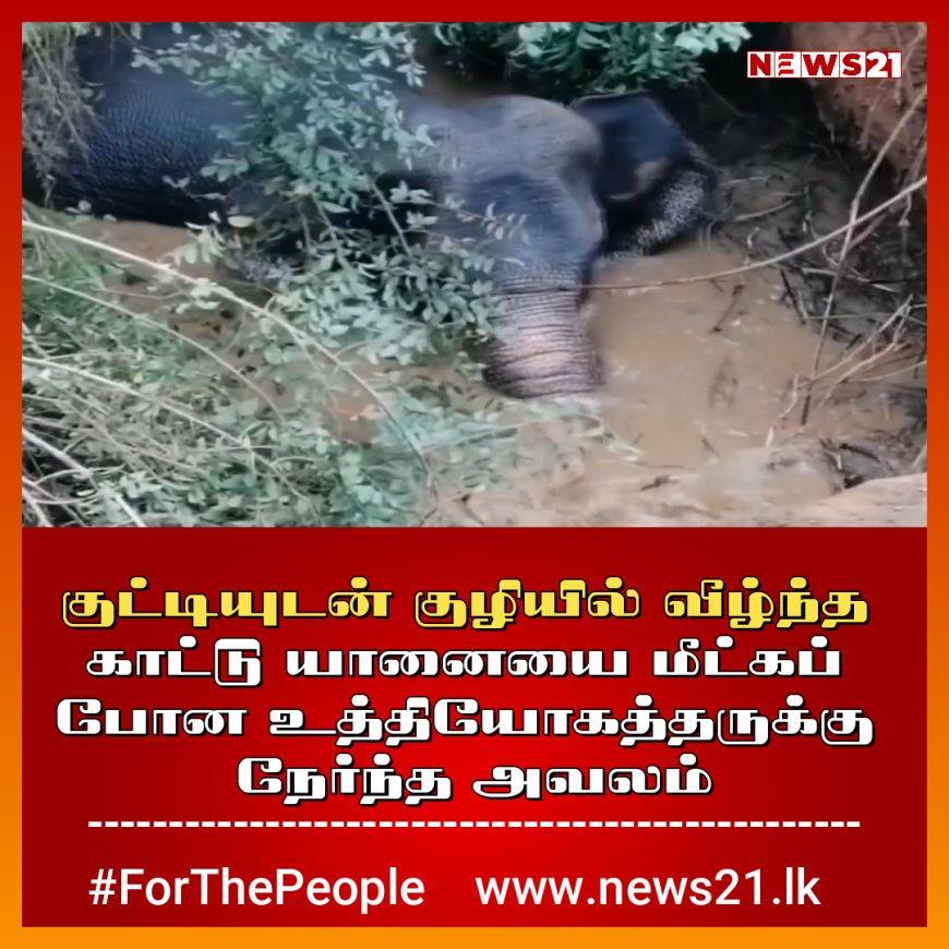 குட்டியுடன் குழியில் வீழ்ந்த காட்டு யானை - மீட்கப் போனவருக்கு நேர்ந்த அவலம் 