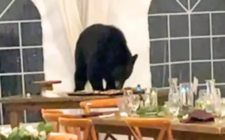 திருமண வரவேற்பு விழாவில் நுழைந்த கரடி - என்னாச்சு தெரியுமா?