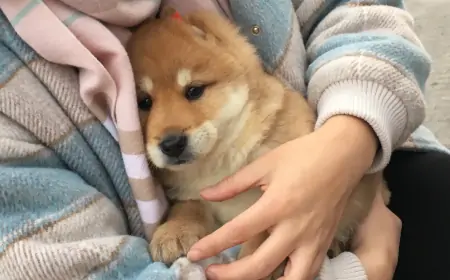 வளர்ப்பு நாயை அடித்த நபர்,  மனைவி, குழந்தைகளை கொன்றுவிட்டு தற்கொலை