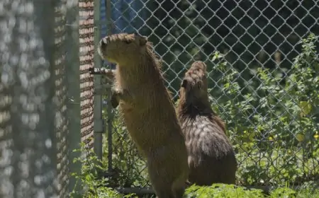 தெஹிவளை மிருகக்காட்சிசாலையில் உலகின் மிகப்பெரிய எலி 