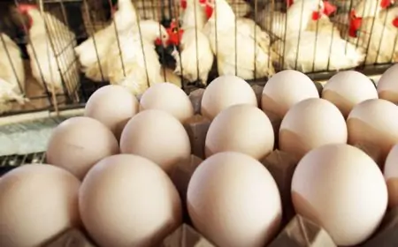 முட்டை இறக்குமதி தொடர்பில் வெளியான தகவல்