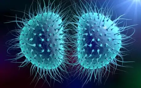 கொழும்பில் இனங்காணப்பட்ட கொடிய பக்டீரியா 