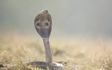 2 மாதங்களில் 9 முறை பாம்பு கடித்தும் உயிர் பிழைத்த மாணவன்