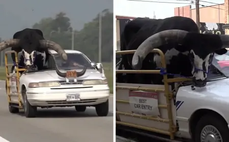 காரில் வந்த முரட்டுக் காளை... எங்கு தெரியுமா?