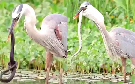 பாம்பை கொத்தி விழுங்கும் கொக்கு