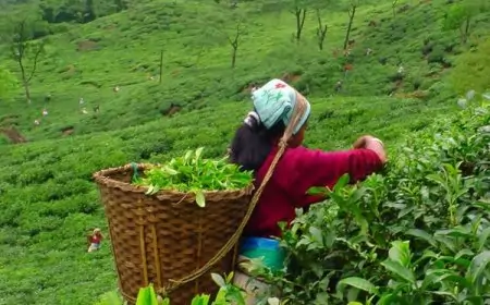 பொகவந்தலாவை பெருந்தோட்ட தொழிலாளர்கள் போராட்டம்