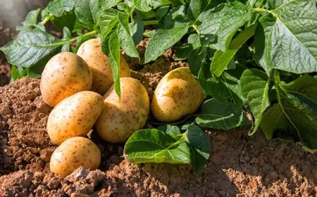 கடும் நெருக்கடியில் உருளைக்கிழங்கு விவசாயிகள் 