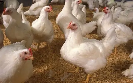 கோழி இறைச்சி விலை தொடர்பில் இன்று இறுதி தீர்மானம்