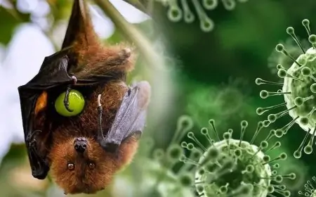 குழந்தைகளை தாக்கும் நிபா வைரஸ்... நோய் பரவலை தடுக்கக்கூடிய 5 வழிகள் இதோ!