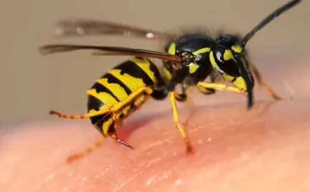 குளவி கொட்டுக்கு இலக்கான 26 பேர் வைத்தியசாலையில் அனுமதி