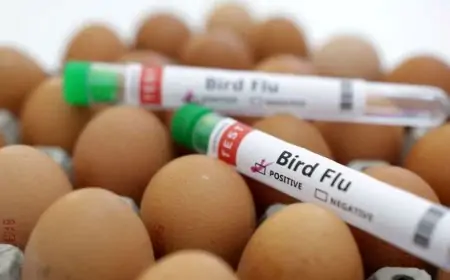 Mexico reports H5N1 bird flu in wild duck, commercial farms unaffected