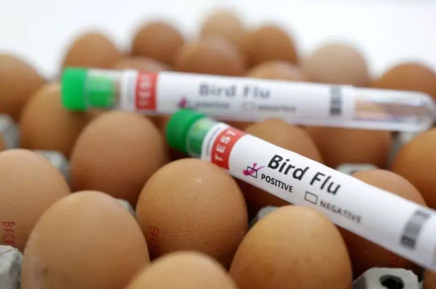 Mexico reports H5N1 bird flu in wild duck, commercial farms unaffected