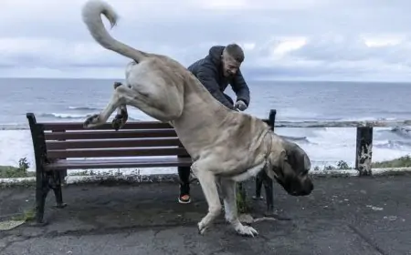 குட்டி யானைக்கு நிகரான மிகப்பெரிய நாய்... எங்கு உள்ளது தெரியுமா?