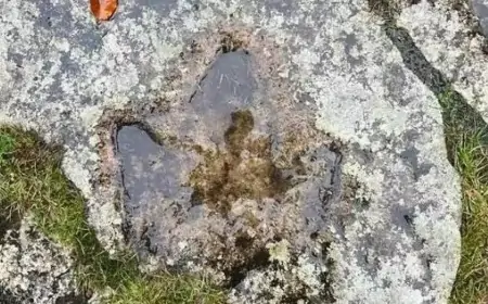 இங்கிலாந்தில் 140 மில்லியன் வருட டைனோசரின் கால் தடம் கண்டுபிடிப்பு
