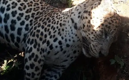 மஸ்கெலியாவில் இறந்த சிறுத்தைப்புலி மீட்பு