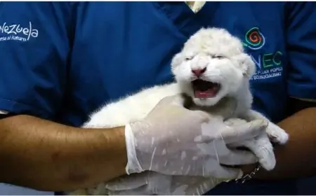 வெள்ளை நிறத்தில் பிறந்த மூன்று அரியவகை சிங்கக்குட்டிகள்!