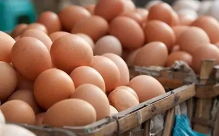 முட்டை இறக்குமதி தொடர்பில் வெளியான முக்கிய அறிவிப்பு