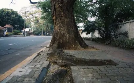 பாதுகாப்பற்ற மரங்களை அகற்றி கொழும்பு நகரை அழகுபடுத்த திட்டம்!