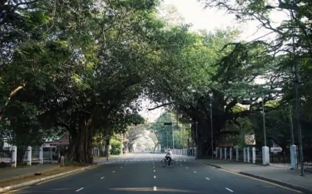 பொரளை பகுதியில் முறிந்து விழும் அபாயத்தில் அதிகளவான மரங்கள்